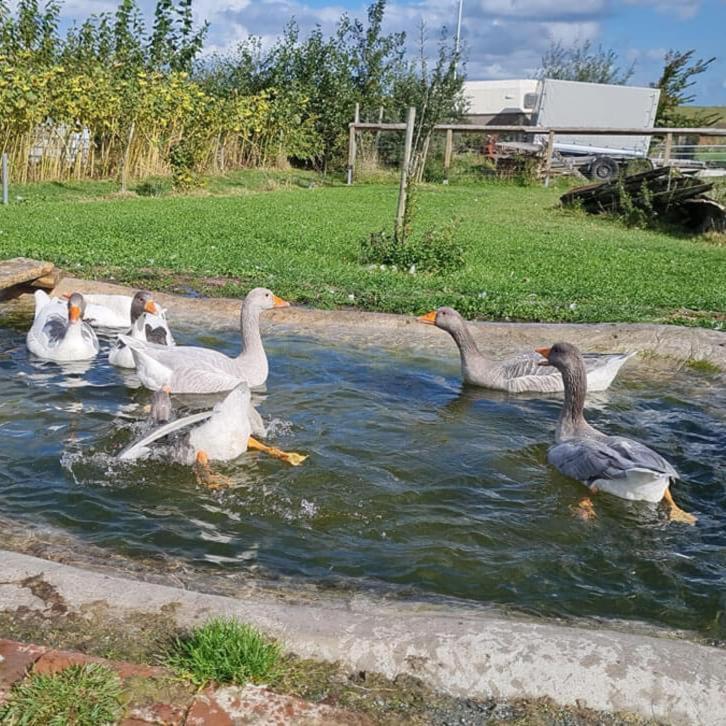 Летний дом Akkens, Гретзиль